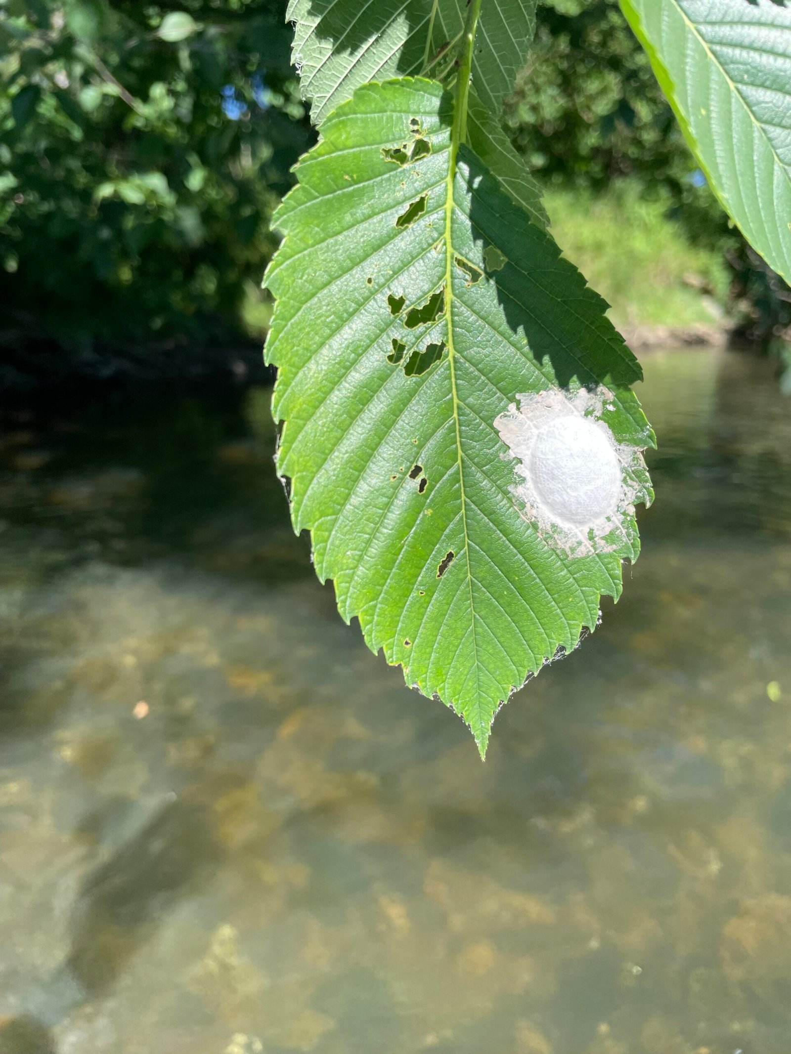 Hellgrammites - The View From Harry's Window - A Fly Fishing Blog