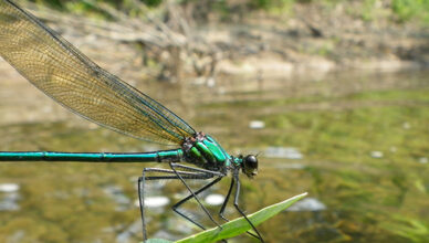 damselflies and dragonflies