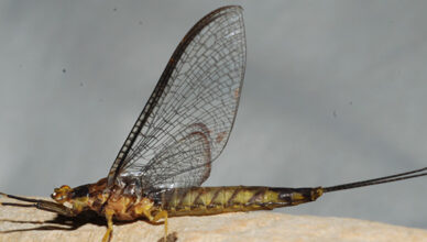 Smallmouth Fly Fishing on the Hexagenia