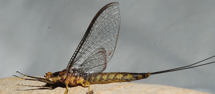 Smallmouth Fly Fishing on the Hexagenia