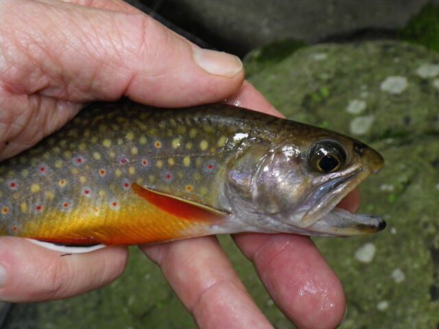 Backpacking Virginia's Trout Streams - The View From Harrys Window