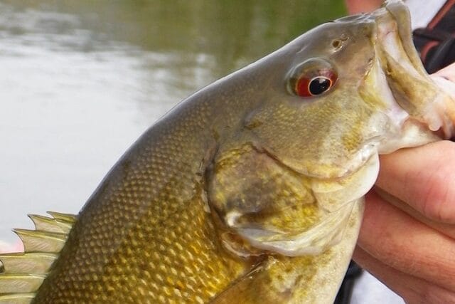 その他 Smallmouth Strategies for the Fly Rod Smallmouth Strategies for the Fly Rod: Ryan, Will, Armstrong